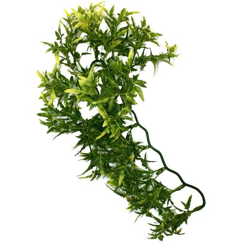 Komodo Croton Plant