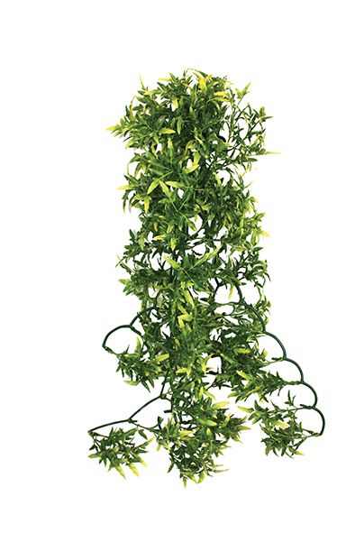 Komodo Croton Plant - Image 3