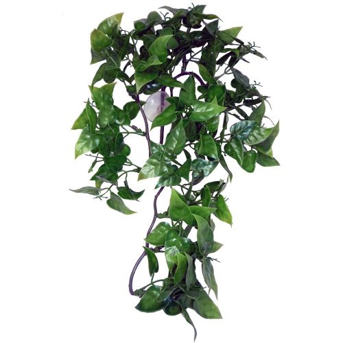 Komodo Philodendron Plant